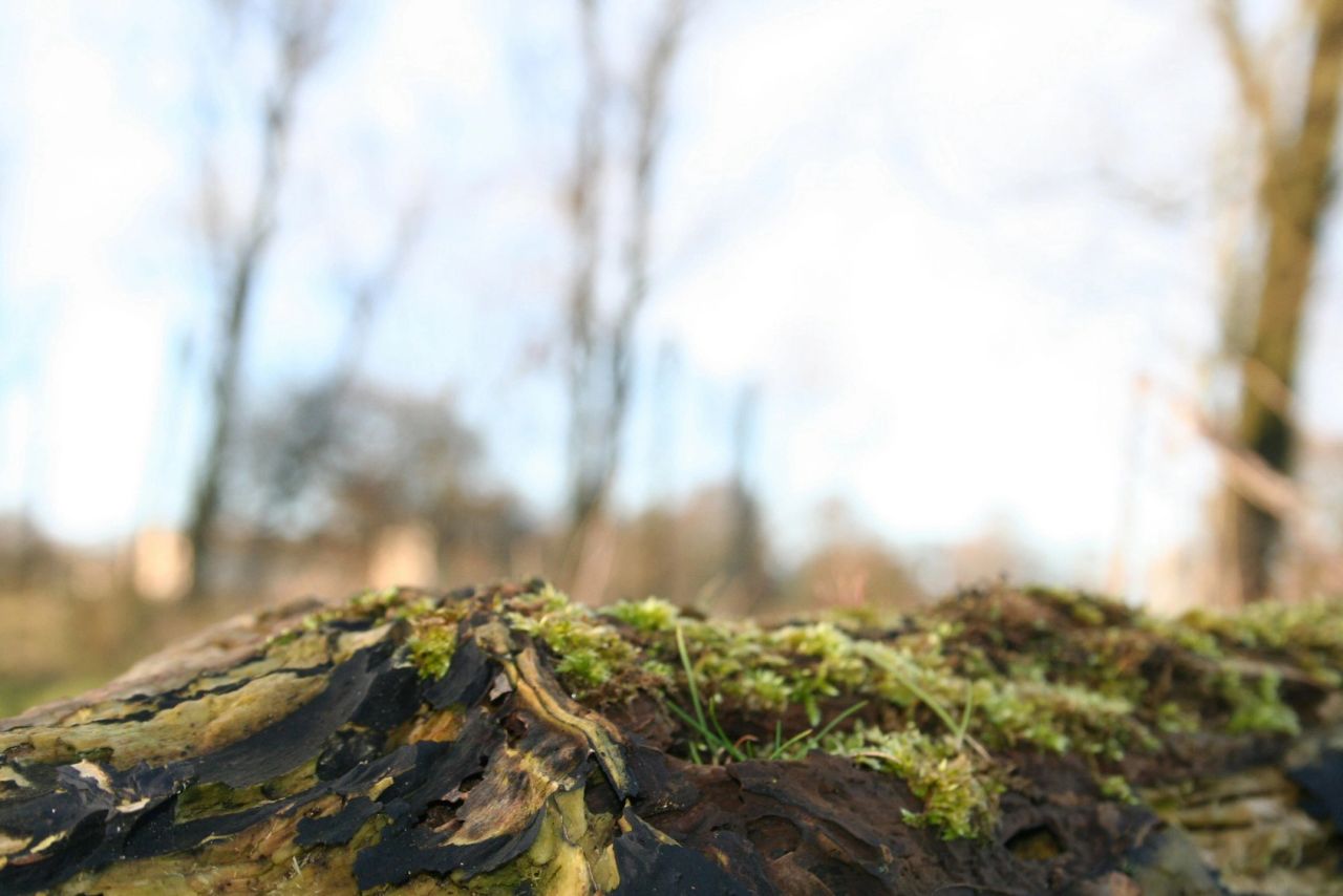 Fall Foliage and Trails: Where to Find the Color in Howard County